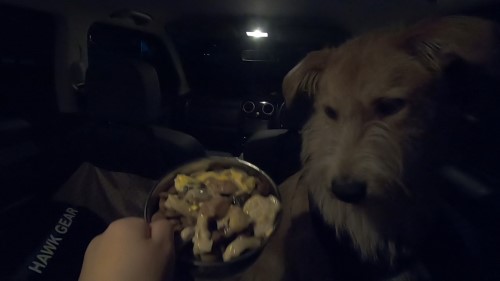 宮城名物 油麩丼のレシピ 犬も食べられる 人にも美味しい料理 旅犬フーレップ