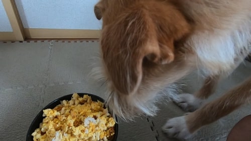 オムレツのレシピ 犬も食べられる 人にも美味しい料理 旅犬フーレップ