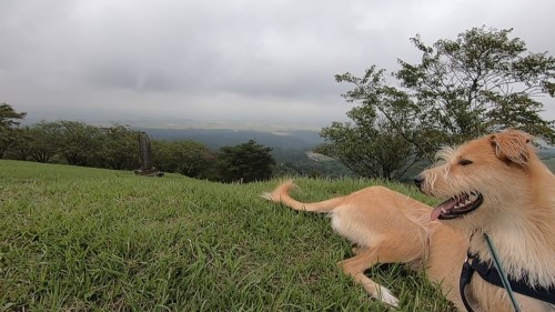 大崎市の犬連れで遊べる観光スポット 桜の名所 加護坊山 旅犬フーレップ