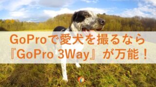 Choki Press 次の休日 犬とどこ行く