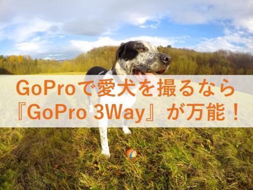 愛犬との散歩や街歩きの撮影に Gopro 3way が万能 犬目線で撮影 旅犬フーレップ