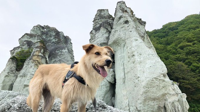 犬連れで遊べる観光名所 仏ヶ浦 青森県佐井村 旅犬フーレップ